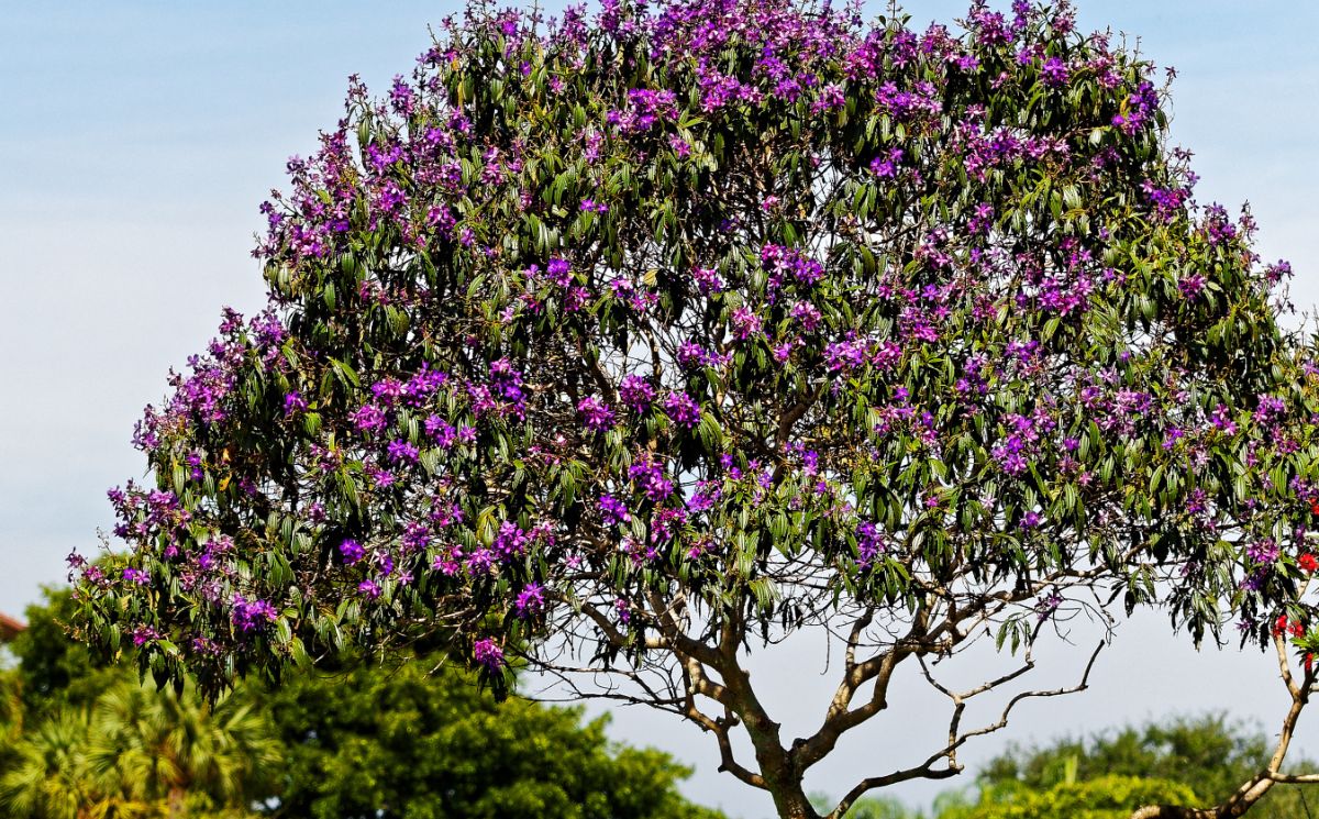 Kwiat Księżniczki Andów – Tibouchina lepidota